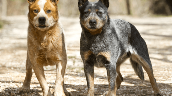 Bluey y Bingo en la vida real, dos perros ganaderos australianos