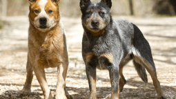 Bluey y Bingo en la vida real, dos perros ganaderos australianos