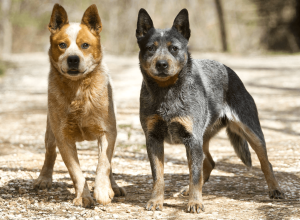 Bluey y Bingo en la vida real, dos perros ganaderos australianos