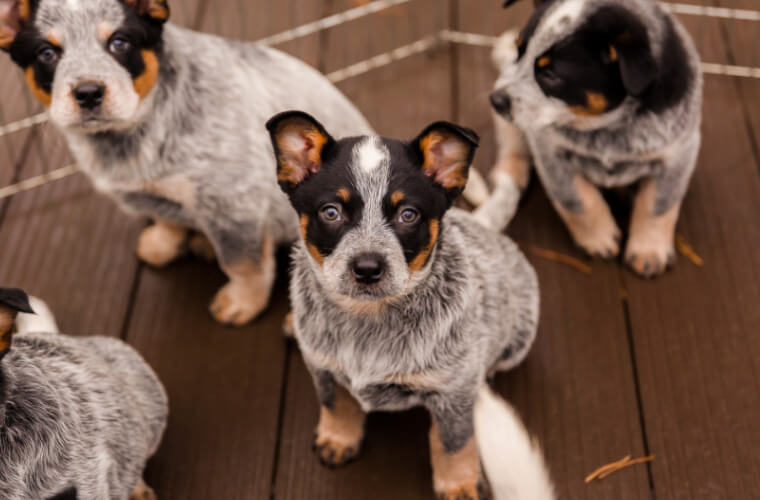 Perro ganadero australiano