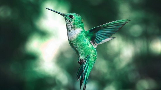 Esto es lo que significa que se te aparezca un colibrí (Foto de AARN GIRI en Unsplash)