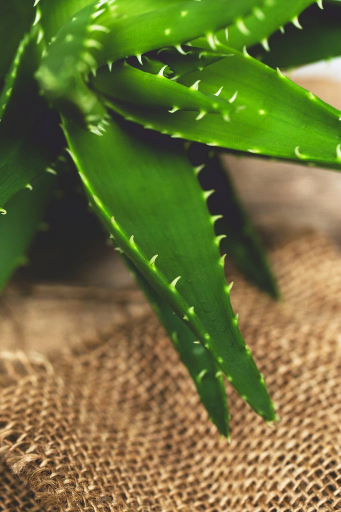 Beneficios aloe vera