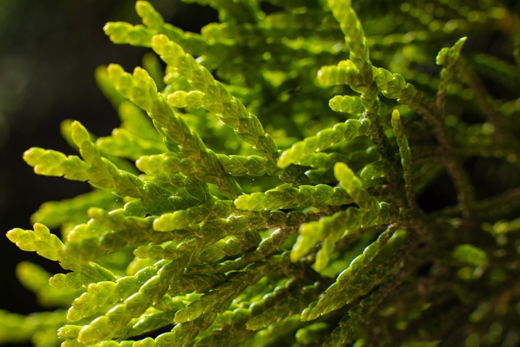 Planta espirulina -Freepik