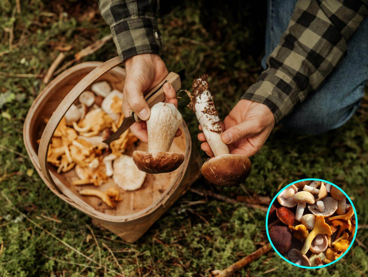Los hongos y su impacto en la prevención de la diabetes según la ciencia