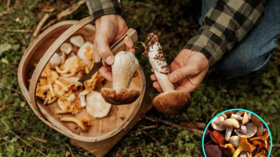 Los hongos y su impacto en la prevención de la diabetes según la ciencia