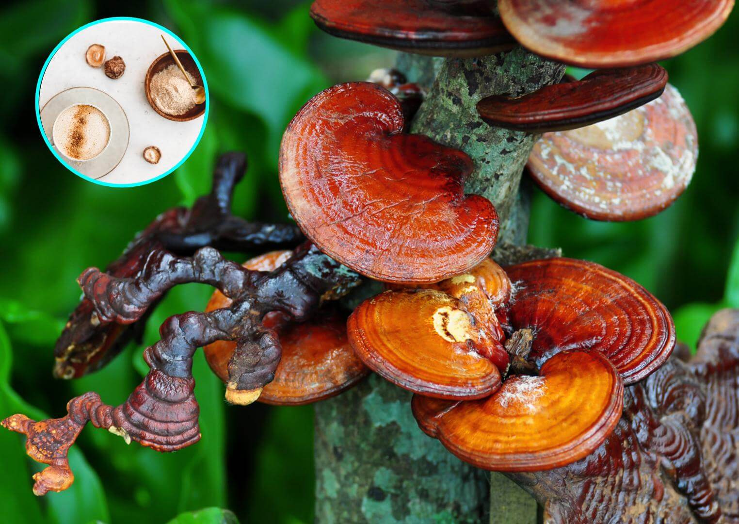 Te sorprenderá cómo los hongos pueden mejorar tu bienestar, desvelamos los secretos de la micoterapia
