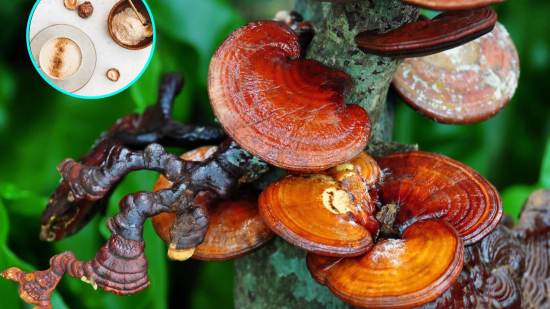 Te sorprenderá cómo los hongos pueden mejorar tu bienestar, desvelamos los secretos de la micoterapia