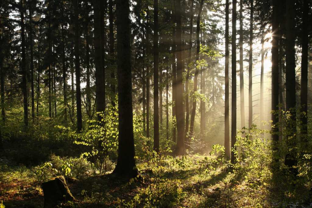 Estos son los rituales de equinoccio que puedes hacer para renovar tu energía y conectar con la naturaleza